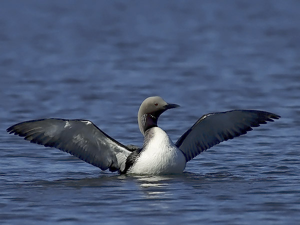 Kuikka, Black-throated Diver, Gavia arctica